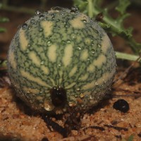 Citrullus colocynthis (L.) Schrad.